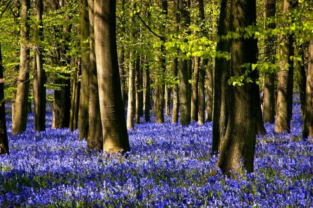 Bumblebee Cottage - Cosy Cottage In Area Of Outstanding Natural Beauty Hemel Hempstead Eksteriør billede